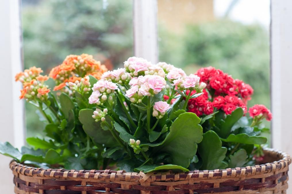 Plantas par acondiciones de mucha luz