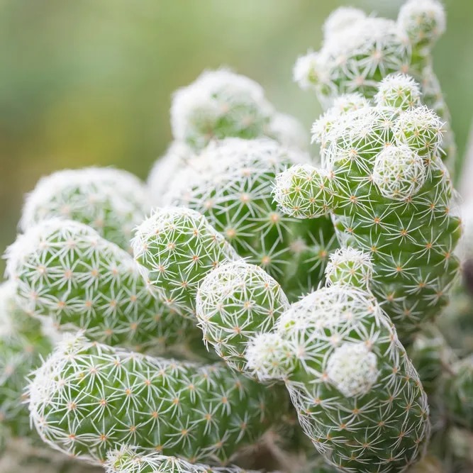 plantas para condiciones de mucha luz