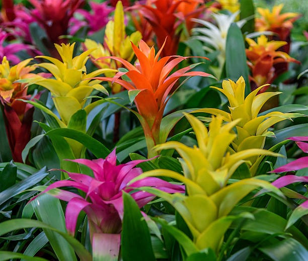 plantas para condiciones de poca luz 